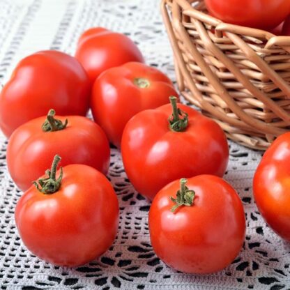 Marglobe Heirloom Tomato Seeds / Solanum lycopersicum 'Marglobe' - Image 3
