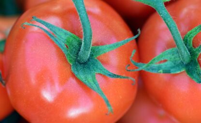 Marglobe Heirloom Tomato Seeds / Solanum lycopersicum 'Marglobe' - Image 8
