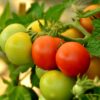 Marglobe Heirloom Tomato Seeds, Bush Tomato Plus Companion Plant Seeds - Image 5