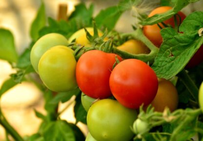Marglobe Heirloom Tomato Seeds / Solanum lycopersicum 'Marglobe' - Image 5