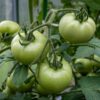 Marglobe Heirloom Tomato Seeds, Bush Tomato Plus Companion Plant Seeds - Image 6