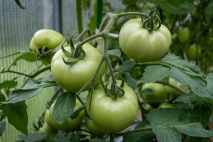 Marglobe Heirloom Tomato Seeds / Solanum lycopersicum 'Marglobe' - Image 6