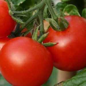 Marglobe tomato plant