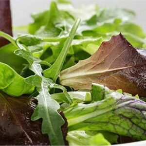 Mesclun mix salad lettuce