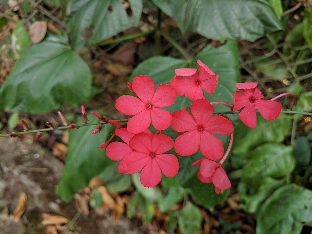 Red plumbago flowers