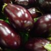 Black Beauty Eggplant Seeds, Solanum melongena - Image 5