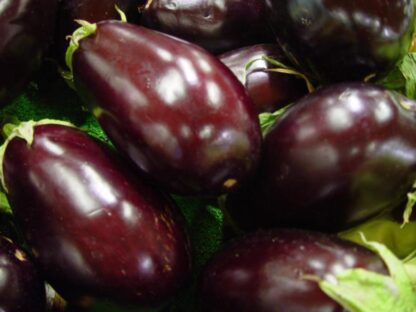 Black Beauty Eggplant Seeds, Solanum melongena 'Black Beauty' - Image 5