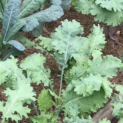 Red Russian Kale Seeds / Brassica napus var. pabularia - Image 8