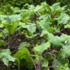 Red Russian Kale Seeds - Image 3