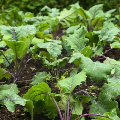 Red Russian Kale Seeds / Brassica napus var. pabularia - Image 3