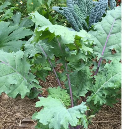 Red Russian Kale Seeds / Brassica napus var. pabularia - Image 4
