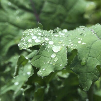 Red Russian Kale Seeds / Brassica napus var. pabularia - Image 5