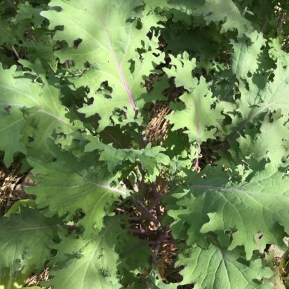 Red Russian Kale Seeds / Brassica napus var. pabularia - Image 6