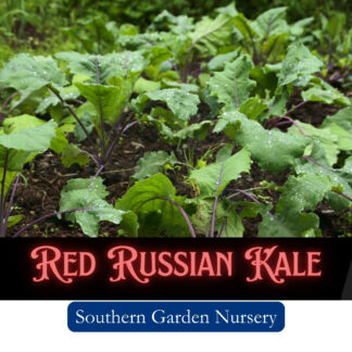 Red Russian Kale Seeds / Brassica napus var. pabularia