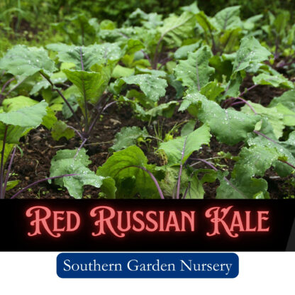Red Russian Kale Seeds / Brassica napus var. pabularia