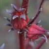 Roselle Seeds, Hibiscus sabdariffa, Jamaican Sorrel, Florida Cranberry, Asian Sour Leaf, Edible Hibiscus - Image 7