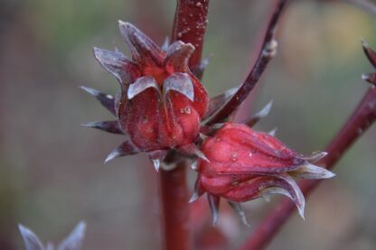 Roselle Seeds / Hibiscus sabdariffa - Image 7