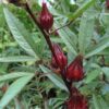 Roselle Seeds, Hibiscus sabdariffa, Jamaican Sorrel, Florida Cranberry, Asian Sour Leaf, Edible Hibiscus - Image 4