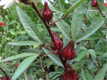 Roselle Seeds / Hibiscus sabdariffa - Image 4