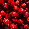 Roselle Seeds, Hibiscus sabdariffa, Jamaican Sorrel, Florida Cranberry, Asian Sour Leaf, Edible Hibiscus - Image 5