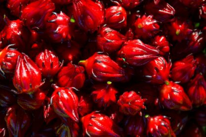 Roselle Seeds / Hibiscus sabdariffa - Image 5