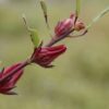 Roselle Seeds, Hibiscus sabdariffa, Jamaican Sorrel, Florida Cranberry, Asian Sour Leaf, Edible Hibiscus - Image 6