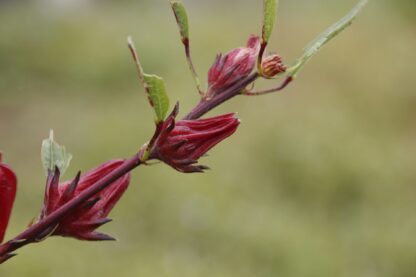 Roselle Seeds / Hibiscus sabdariffa - Image 6