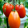 San Marzano Heirloom Tomatoes, Determinate Bush Tomato Seeds - Image 9