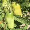 San Marzano Heirloom Tomatoes, Determinate Bush Tomato Seeds - Image 7