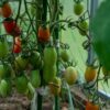 San Marzano Heirloom Tomatoes, Determinate Bush Tomato Seeds - Image 4