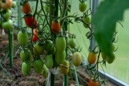 San Marzano Heirloom Tomatoes / Solanum lycopersicum 'San Marzano' - Image 4