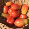 San Marzano Heirloom Tomatoes, Determinate Bush Tomato Seeds - Image 6