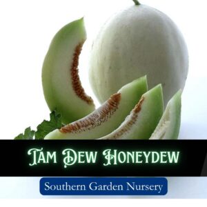 Tam Dew Honeydew, Asian melon seeds