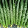 Sooyow Nishiki Japanese Cucumber Seeds, Free Shipping Cucumis sativus 'Sooyow Nishiki' Heat Tolerant Cukes for Florida - Image 2