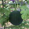 Sugar Baby Watermelon Seeds, Super Sweet Heirloom Mini Melons - Image 9