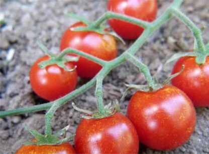 Sweetie Cherry Tomato Seeds / Solanum lycopersicum 'Sweetie' - Image 3