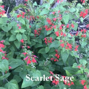 Scarlet Sage Tropical Sage Salvia coccinea