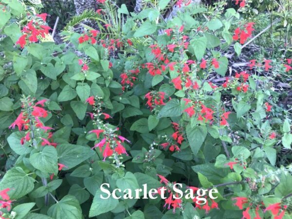 Scarlet Sage Tropical Sage Salvia coccinea