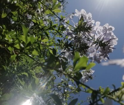 Cape Plumbago, Imperial Blue, Sky Flower, Free Shipping - Image 2