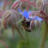 Borage Seeds, Borago officinalis - Image 4