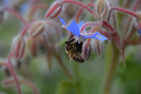 Borage Seeds / Borago officinalis - Image 4