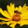 Lanceleaf Coreopsis Seeds, Coreopsis lanceolata, Florida State Wildflower - Image 7