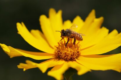 Lanceleaf Coreopsis Seeds, Coreopsis lanceolata - Image 7