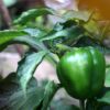 Sweet Bell Pepper Seeds, "California Wonder," Heirloom Variety - Image 4