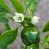 Sweet Bell Pepper Seeds, "California Wonder," Heirloom Variety - Image 3