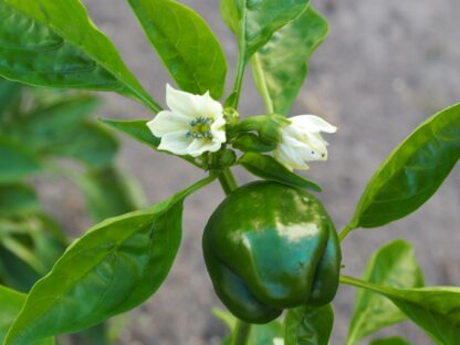 California Wonder Sweet Bell Pepper Seeds / Capsicum annuum 'California Wonder' - Image 3