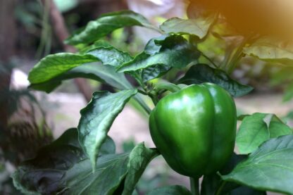 California Wonder Sweet Bell Pepper Seeds / Capsicum annuum 'California Wonder' - Image 4
