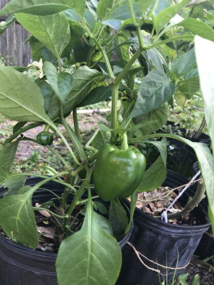 California Wonder Sweet Bell Pepper Seeds / Capsicum annuum 'California Wonder' - Image 5