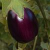 Black Beauty Eggplant Seeds, Solanum melongena - Image 4