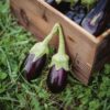 Black Beauty Eggplant Seeds, Solanum melongena - Image 6